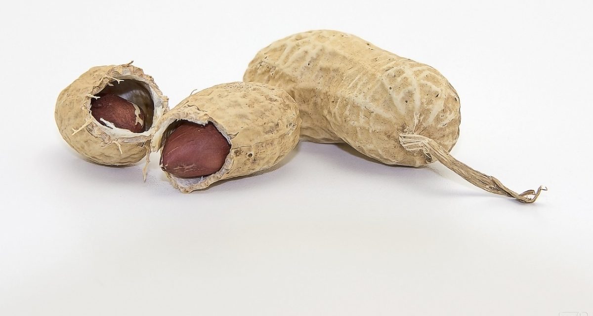 nut, peanut, snack, peanuts, nuts, shell, peanut, peanut, peanut, peanut, peanut, peanuts, peanuts